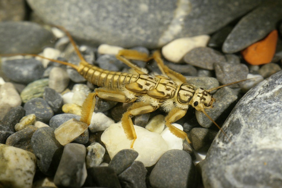 Für andere Wasserlebewesen